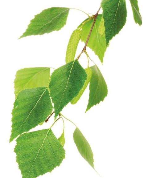 Birke (Betula pubescens) - Naturkosmetik von Soley Organics