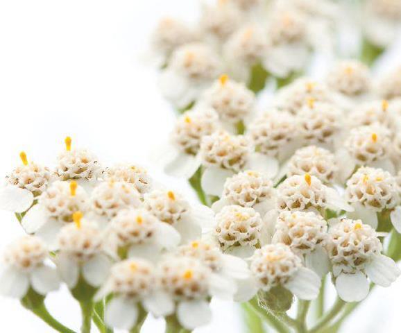 Schafgarbe (Achillea millefolium) - Naturkosmetik von Soley Organics